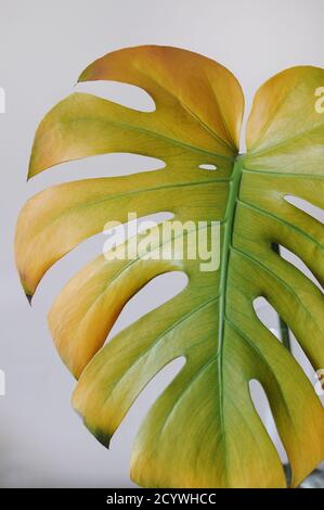 Home pianta monstera foglia diventa giallo in autunno su grigio sfondo Foto Stock