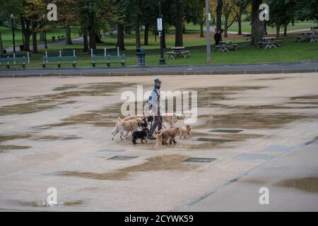 Boston, Massachusetts - Ottobre 25, 2018 - dog walker con sei cani in posizione di parcheggio Foto Stock