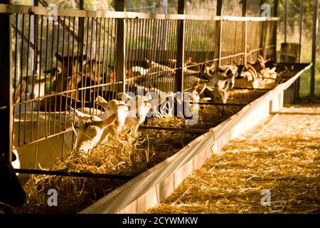 Granja de cabras y ovejas può Caus .Santa Gertrudis de Fruitera.ibiza.Baleari.Spagna. Foto Stock