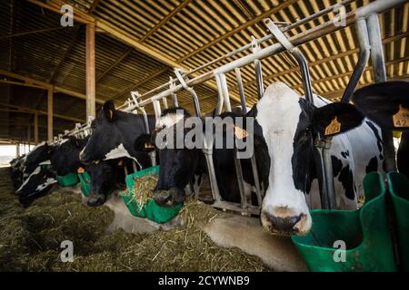 establo de vacas, fabricacion artesanal de queso Binigarba - denomininacion de origen Mahon artesano- finca Binigarba, Ciutadella, Minorca, Islas Balea Foto Stock