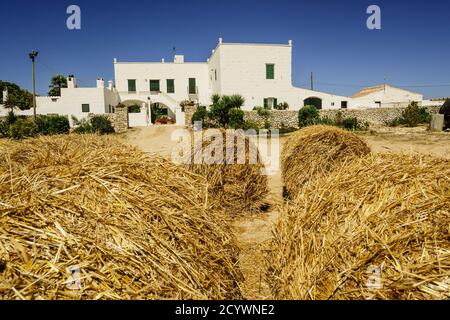 Fabricacion artesanal de queso Binigarba - denomininacion de origen Mahon artesano- finca Binigarba, Ciutadella, Menorca, Islas Baleares, españa, europe Foto Stock