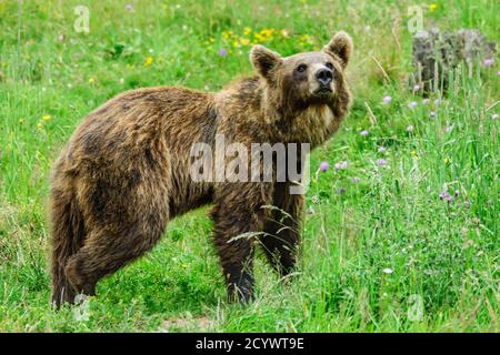 oso pardo europeo (Ursus arctos arctos), Les Angles, pirineos catalanes, comarca de Capcir, Francia Foto Stock