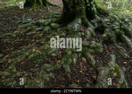 Nacedero del rio Urederra, Parque Natural de Urbasa-Andia,Comunidad Foral de Navarra, Spagna Foto Stock