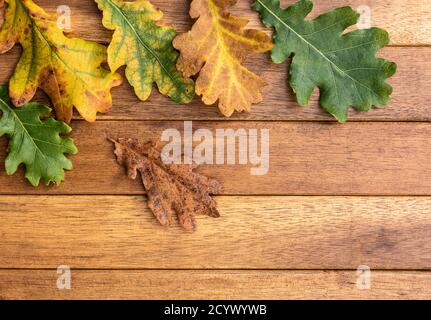 Foglie di quercia giacenti su un tavolo di legno con il diverso colori e forme dell'autunno Foto Stock