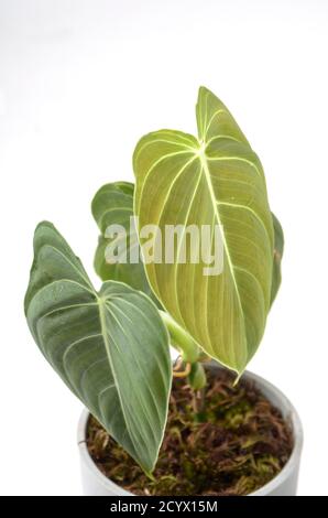 Impianto di bellezza Philodendron Melanochrysum Foto Stock