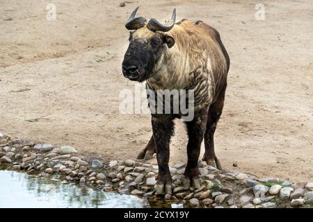 mishmi takin ritratto di capra di montagna Foto Stock