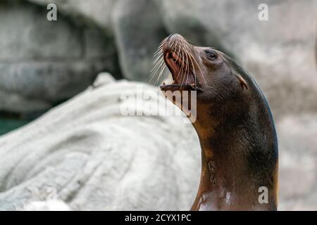 Sud america Argentina leone mare sigillo femmina ritratto Foto Stock