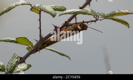 Cavalletta egiziana (Anacridium aegyptium). Grasshopper sul bramble. Italia. Foto Stock