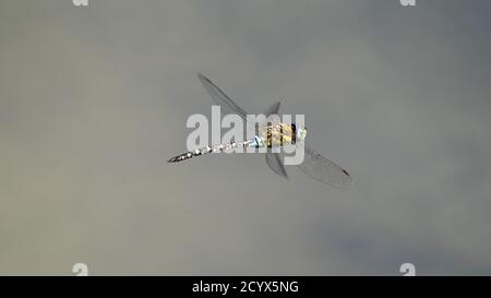 Dragonfly. Falco migrante (Aeshna mixta). Italia. Foto Stock