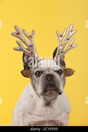 Cane da renne francese con testa corna di Natale su sfondo giallo. Foto Stock