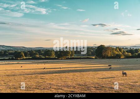 Le pecore pascolano sull'erba alla luce del sole serale in un grande campo sotto i Downs del sud nel Sussex dell'ovest, Inghilterra. Foto Stock