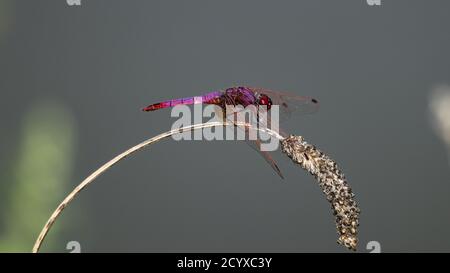 Dragonfly. Caduta violetta (Trithemis annullato). Italia. Foto Stock