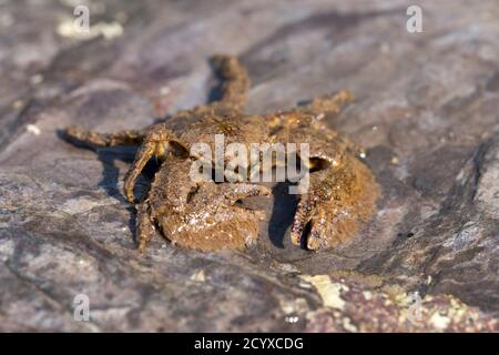 Ampia artigliato porcellana; Granchio Porcellana platycheles; Regno Unito Foto Stock