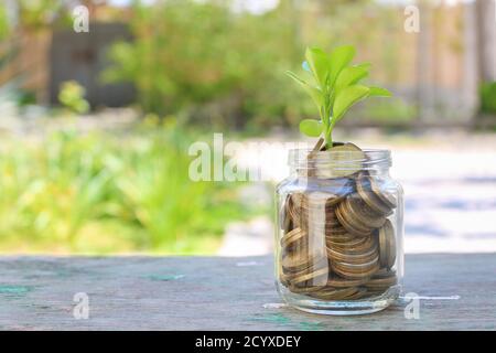 Monete in vaso di vetro e albero crescente. Concetto di investimenti in denaro redditizi. Foto Stock