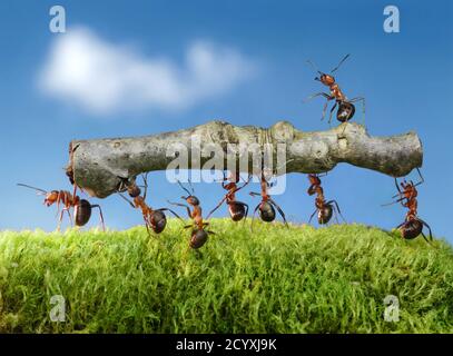 Tutto il buon lavoro è fatto il modo in cui le formiche fanno le cose: A poco a poco. Foto Stock