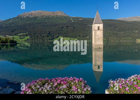 Fiori colorati con l'antico campanile di Curon Venosta sullo sfondo, perfettamente riflessa nelle acque fertili del lago di Resia, Alto Adige, Italia Foto Stock