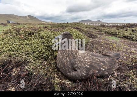 Falkland Skua; Stercorarius antarcticus; a Nest; Penguin Colony Beyond; Falklands Foto Stock