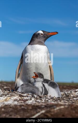 Gentoo Penguin; Pigoscelis papua; con pulcini; Falkland; Foto Stock