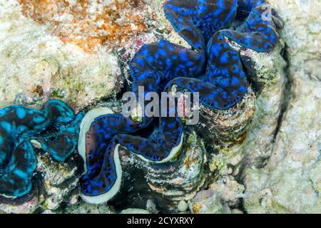 Clam gigante; Tridacna gigas; Blu; Maldive Foto Stock