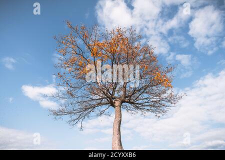 Albero maestoso con orange raggi di sole in autunno mountain valley. Drammatica serata colorata scena. Carpazi, Ucraina. Fotografia di paesaggi Foto Stock