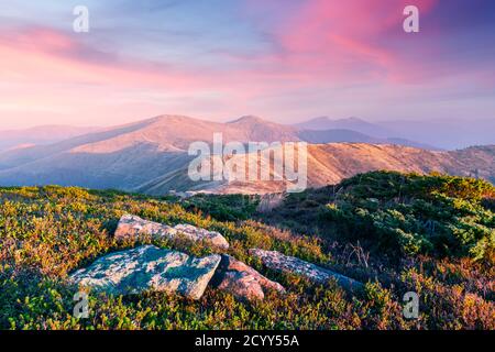 Erba gialla tremante nel vento in autunno le montagne di sunrise. Carpazi, Ucraina. Fotografia di paesaggi Foto Stock