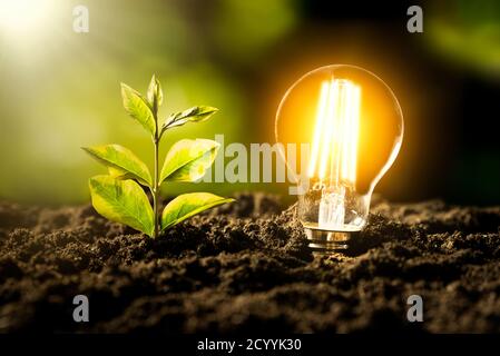Lampadina a LED incandescente. Ambiente ecologico e sostenibile Foto Stock