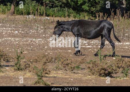 Asino pascolo in campagna Foto Stock