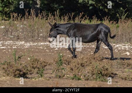 Asino pascolo in campagna Foto Stock