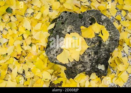 Foglie autunnali gialle caduti dell'albero di Gingko biloba Foto Stock