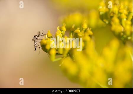 Aedes albopictus (Stegomyia albopicta), zanzara tigre asiatiche, originaria della foresta tropicale e subtropicale del sud-est asiatico, diffusa a molti Foto Stock