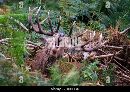 Haltern, Germania, 02 ottobre 2020. Un cervo rosso (Cervus elaphus) mantice durante l'inizio della stagione esilarante alla riserva naturale di Granat nella campagna del Munsterland, in parte camuffato da fete autunnale densa. I cervi vivono in una vasta area boschiva in un ambiente semi-selvaggio come popolazione gestita. Credit: Imageplotter/Alamy Live News Foto Stock