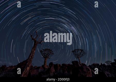 Tracce stellari cerchio nel corso del fremito di alberi in Namibia Foto Stock