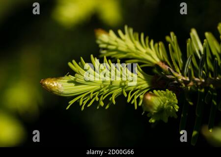 Particolare di germogli di foglie di abete rosso norvegese Foto Stock