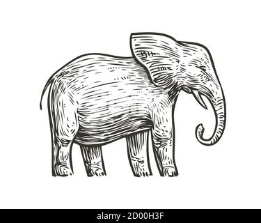 Schizzo dell'elefante. Illustrazione vettoriale vintage disegnata a mano da un animale Illustrazione Vettoriale