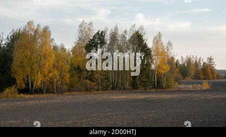 Un magnifico paesaggio autunnale dalle molteplici sfaccettature con alberi colorati e giallo erba contro un cielo colorato al tramonto Foto Stock