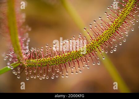 Pianta insettivora Drosera primo piano mostrando le sue gocce appiccicose per catturare l'insetto. Foto Stock