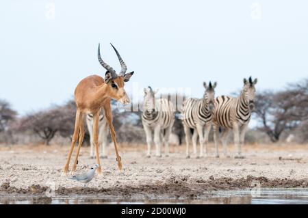 Aepyceros melampus, impala, Namibia, Africa Foto Stock