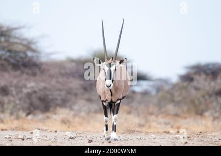 Oryx gazella, orice, gemsbok, Namibia, Africa Foto Stock