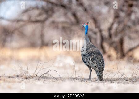 Numida meleagris, Helmeted guineafonl, sul terreno, Namibia, Africa Foto Stock