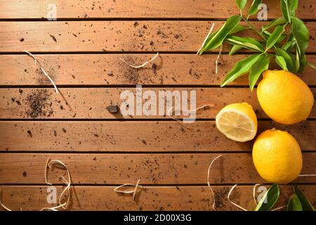 Sfondo di limoni agricoli biologici appena raccolti con rami pieni di foglie su una base di legno con terreno. Vista dall'alto. Composizione orizzontale. Foto Stock