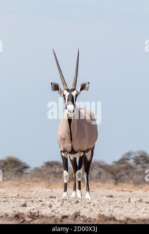Oryx gazella, orice, gemsbok, Namibia, Africa Foto Stock