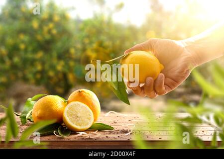 Raccolta a mano di limone in aranceto con tavolo pieno di limoni appena raccolti. Vista frontale. Composizione orizzontale. Foto Stock