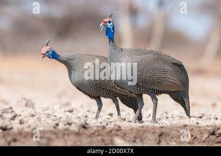 Numida meleagris, Helmeted guineafonl, sul terreno, Namibia, Africa Foto Stock