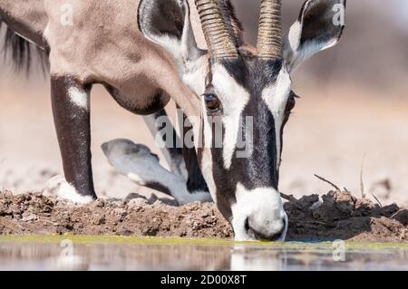 Oryx gazella, orice, gemsbok, giù sulle ginocchia, bere, Namibia, Africa Foto Stock