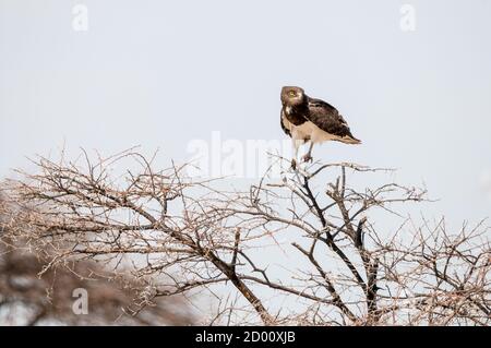 Circaetus pectoralis, aquila di serpente di colore nero, su un ramo, Namibia, Africa Foto Stock