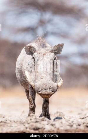 Phacochoerus africanus, comune warthog, Namibia, Africa Foto Stock