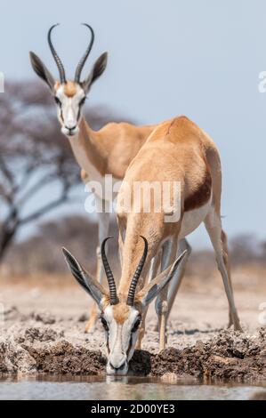 Antidorcas marsupialis, Springbok, bere, Namibia, Africa Foto Stock