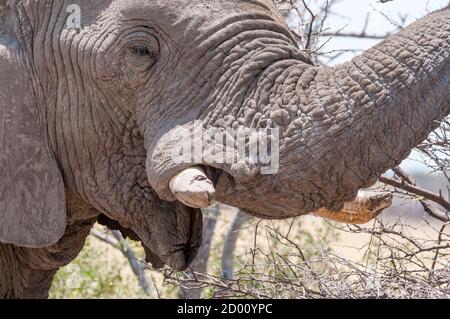 Loxodonta africana, elefante africano di cespuglio, Namibia, Africa Foto Stock