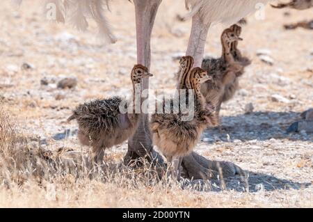 Struthio camelus, struzzo comune, bambini protetti dal sole da madre, Namibia, Africa Foto Stock