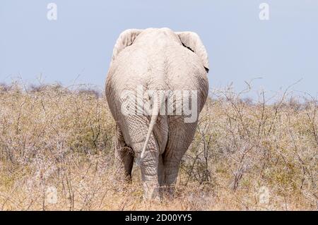Loxodonta africana, elefante africano di cespuglio, Namibia, Africa Foto Stock